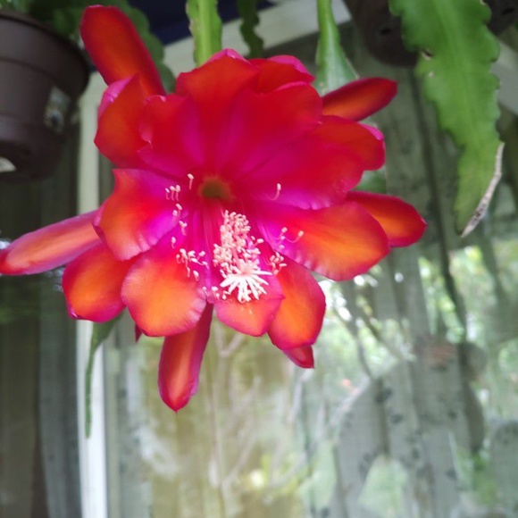 🔥Fuchsia/Red Orchid Cactus Epiphyllum 2 Fresh Cuttings - Picture 3 of 6